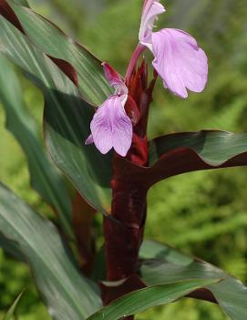 Roscoea purpurea 'Spice Island'