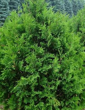 Thuja occidentalis 'Wareana'