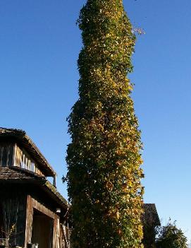 Liquidambar styraciflua 'Slender Silhouette'