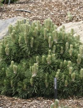 Pinus nigra 'Helga'