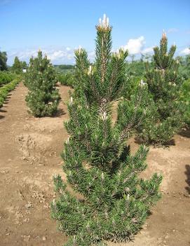 Pinus thunbergii 'Kotobuki'