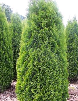 Thuja occidentalis 'Brandon'