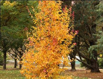 Parrotia persica Persian Spire™ ('JLColumnar') (PP24951)