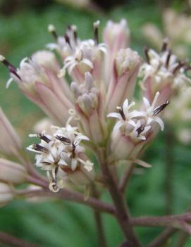 Syneilesis aconitifolia