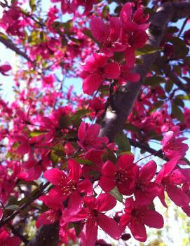 Malus 'Prairifire'