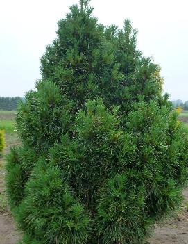 Pinus sylvestris 'Globosa Viridis'