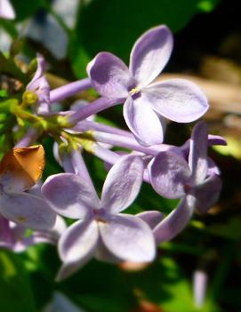 Syringa x vulgaris 'Prairie Petite'