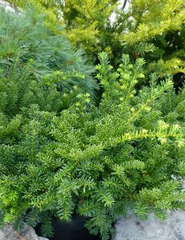 Taxus cuspidata Emerald Spreader® ('Monloo') (PP10335)