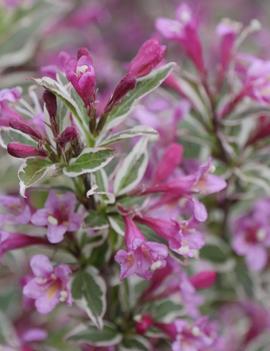 Weigela florida My Monet® Purple Effect ('Verweig8') (PPAF, CPBRAF)