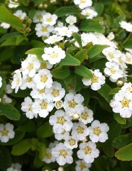 Spiraea nipponica 'Halward's Silver' (COPF)