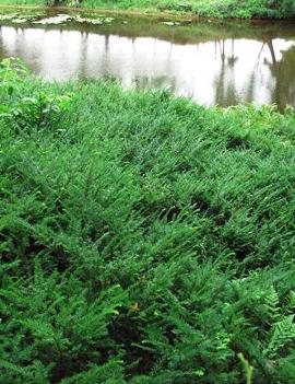 Taxus canadensis