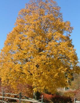 Tilia cordata Corinthian® ('Corzam')