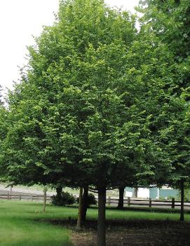 Tilia cordata Summer Sprite® ('Halka') (PP10589)