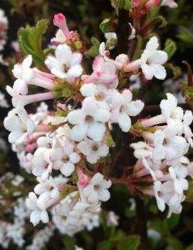 Viburnum farreri 'Nanum'