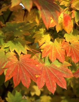 Acer circinatum