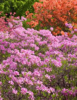 Azalea 'Lilac Lights'