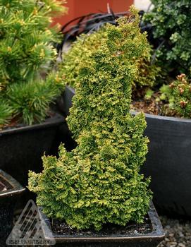 Chamaecyparis obtusa 'Gemstone'