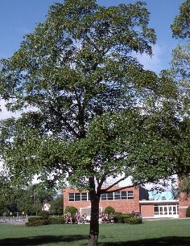 Acer pseudoplatanus