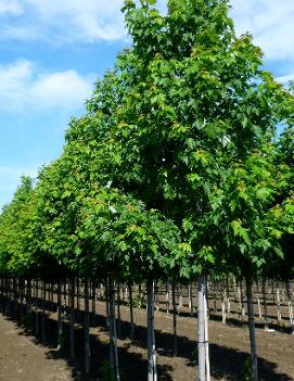 Acer saccharum 'Arrowhead'