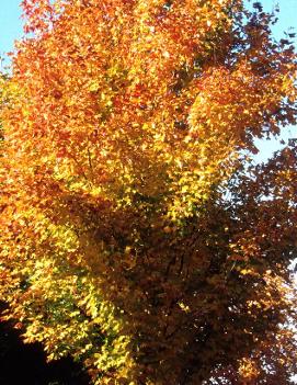 Acer saccharum 'Green Mountain' (PP2339)