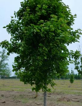 Acer tataricum