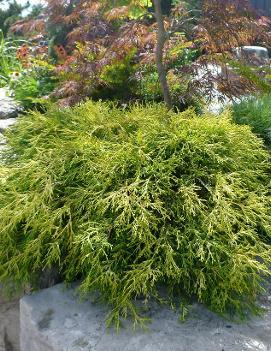 Chamaecyparis pisifera 'Sungold'