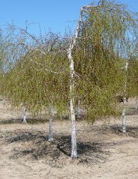 Betula pendula 'Youngii'