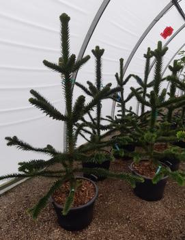 Araucaria araucana