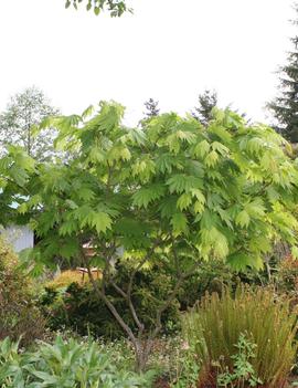 Acer japonicum 'Ed Wood #2'