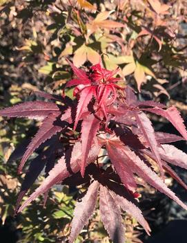 Acer x pseudosieboldianum 'Dark Star'