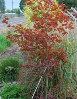 Acer palmatum Dragon Tears™ ('JN4') (PP22249)