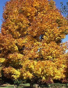 Acer platanoides 'Emerald Queen'