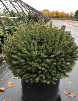 Picea abies 'Fat Cat'