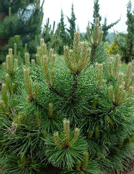 Pinus nigra 'Hornibrookiana'