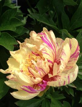 Paeonia itoh 'Lollipop'