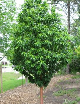 Prunus maackii Goldspur® ('Jefspur') (PP19665, CPBR3903)