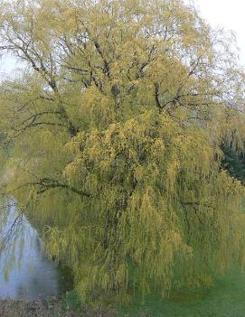 Salix alba 'Tristis'