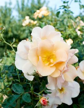 Rosa Chinook Sunrise™ ('VLR001')