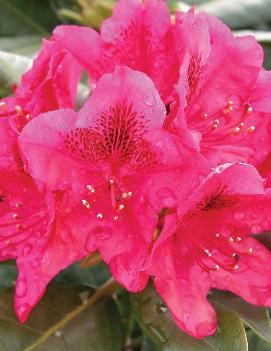 Rhododendron 'Nova Zembla'