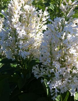 Syringa josikaea 'Holger'