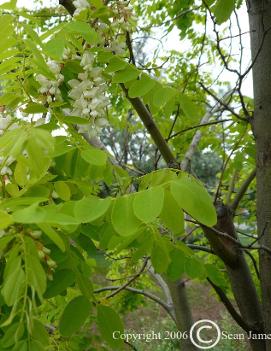 Robinia pseudoacacia 'Frisia'