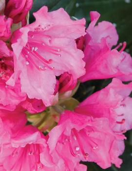 Rhododendron 'Haaga'