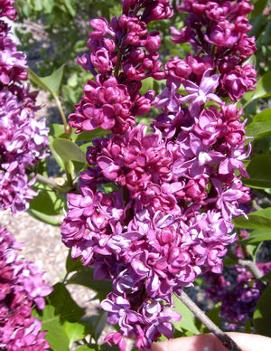 Syringa x vulgaris 'Charles Joly'