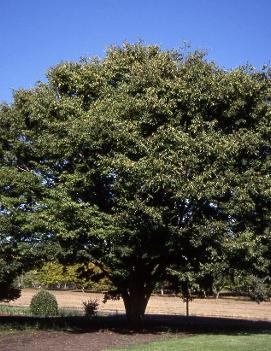 Zelkova serrata 'Village Green'