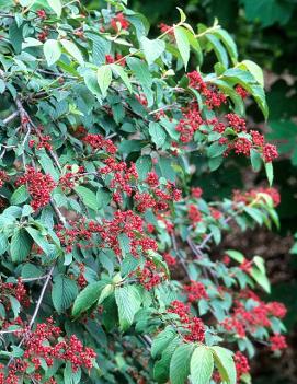 Viburnum plicatum f. tomentosum 'Mariesii'