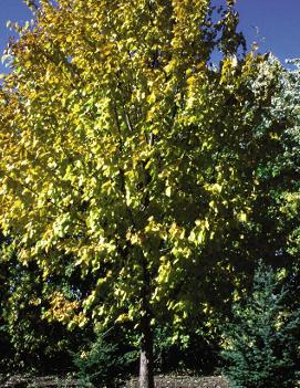 Tilia x Harvest Gold® ('Harvest Gold') (PP12232, COPF)