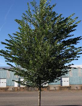 Ulmus americana 'Princeton'