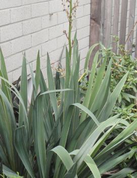 Yucca filamentosa