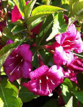 Weigela florida 'Bristol Ruby'