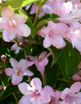 Weigela florida 'Pink Princess'